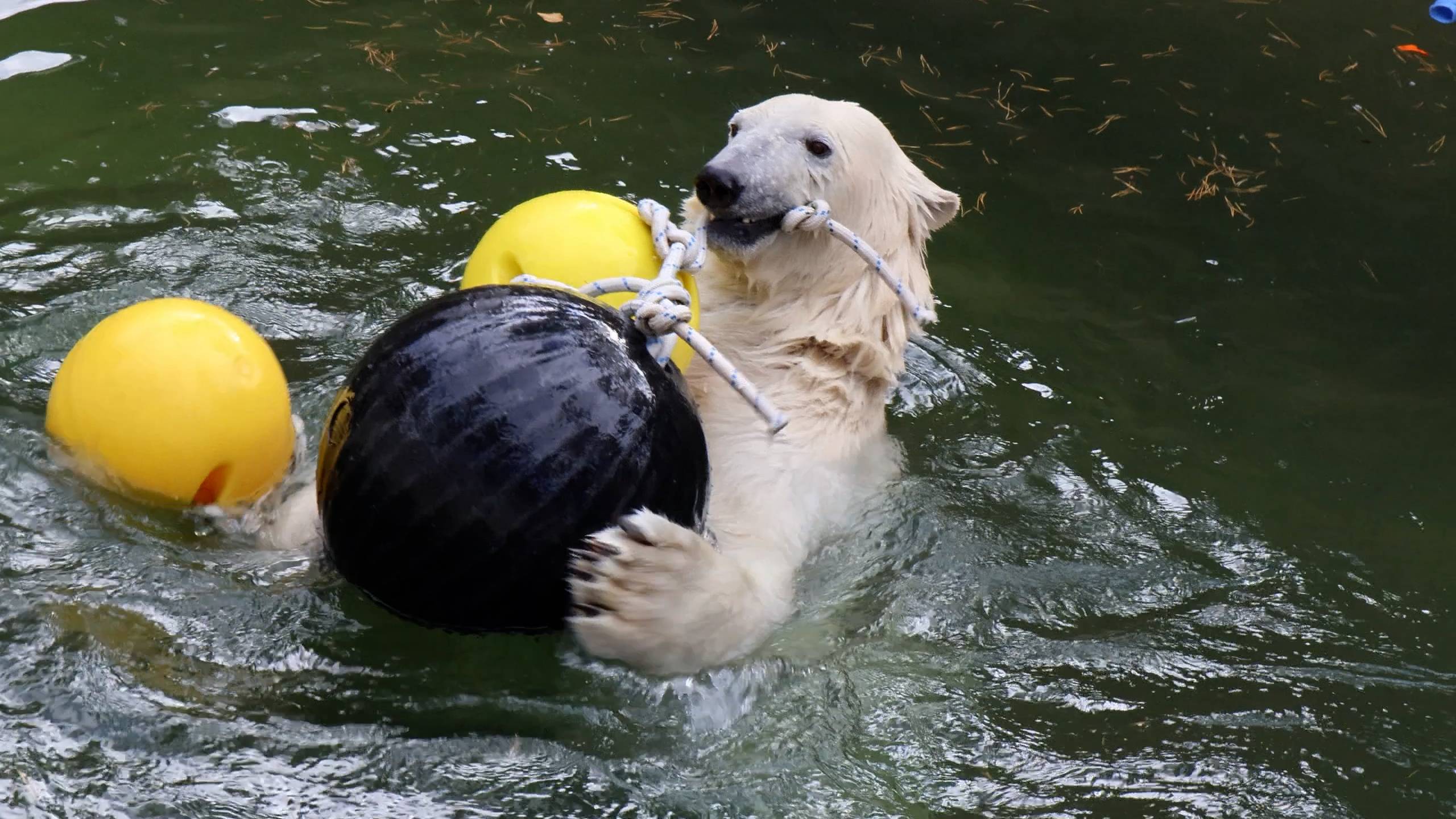 Медвежата Белка и Стрелка топят шары.. смотреть онлайн