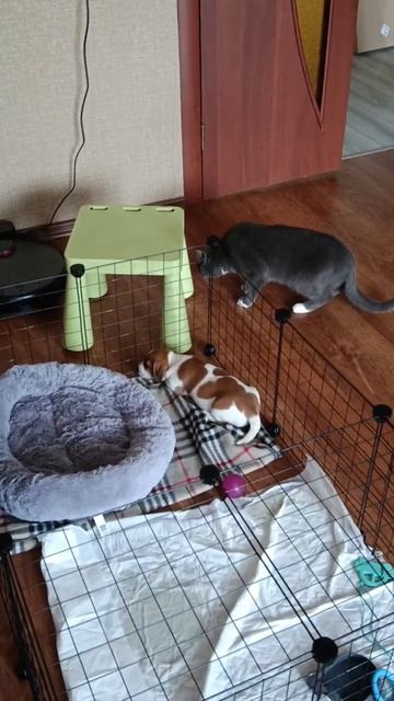 Кот и собака.