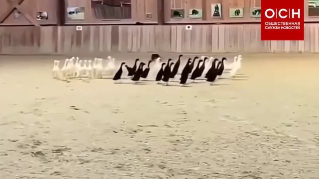 В сети завирусилось видео, где хозяин поставил своим собакам задачу разделить уток по цвету смотреть онлайн