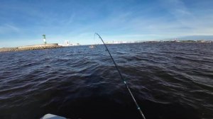 Судак на отводной. ФЗ.