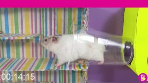 ВИКИ и ВИЛЯ ПОСПОРИЛИ** КТО ПЕРВЫЙ ПРОЙДЕТ ЛАБИРИНТ?