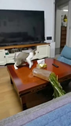 #приколы #юмор #прикол #смешно #коты #кот #кошки #котята #топ #топчик #роликдня #видеодня #лучшее #л