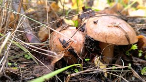 Первые маслята в Ростовской области. Осенний грибной сезон открыт.