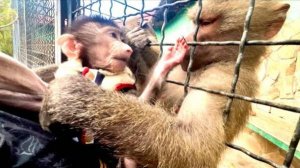 Я в ШОКЕ! Люся так нежно обнимает Анфису и спрашивает у меня разрешение пообщаться с малышкой!!!