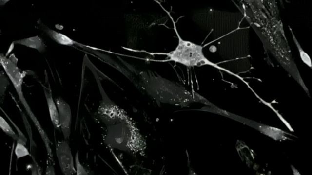 Образование нейронов из стволовых клеток!