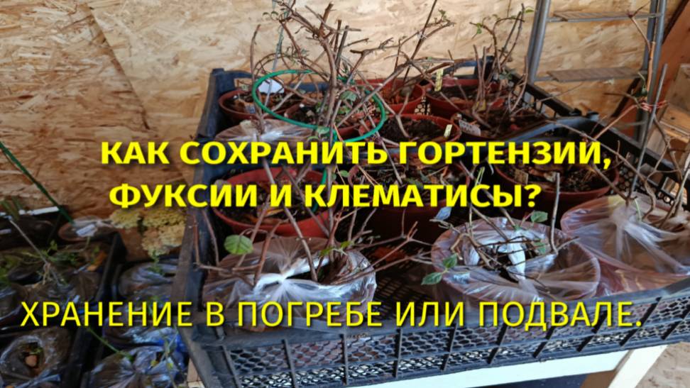 КАК СОХРАНИТЬ ФУКСИИ, ГОРТЕНЗИИ И МОЛОДЫЕ КЛЕМАТИСЫ В ПОГРЕБЕ ИЛИ ПОДВАЛЕ? смотреть онлайн