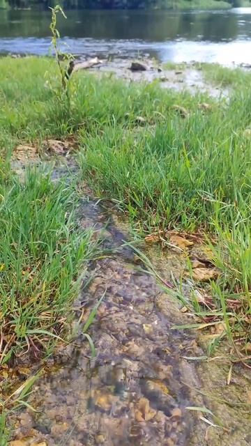 Сплав по реке Зуша на байдарках Шуя-1 / Мценск - Миново #сплав #гребля #байдарка #зуша #водники