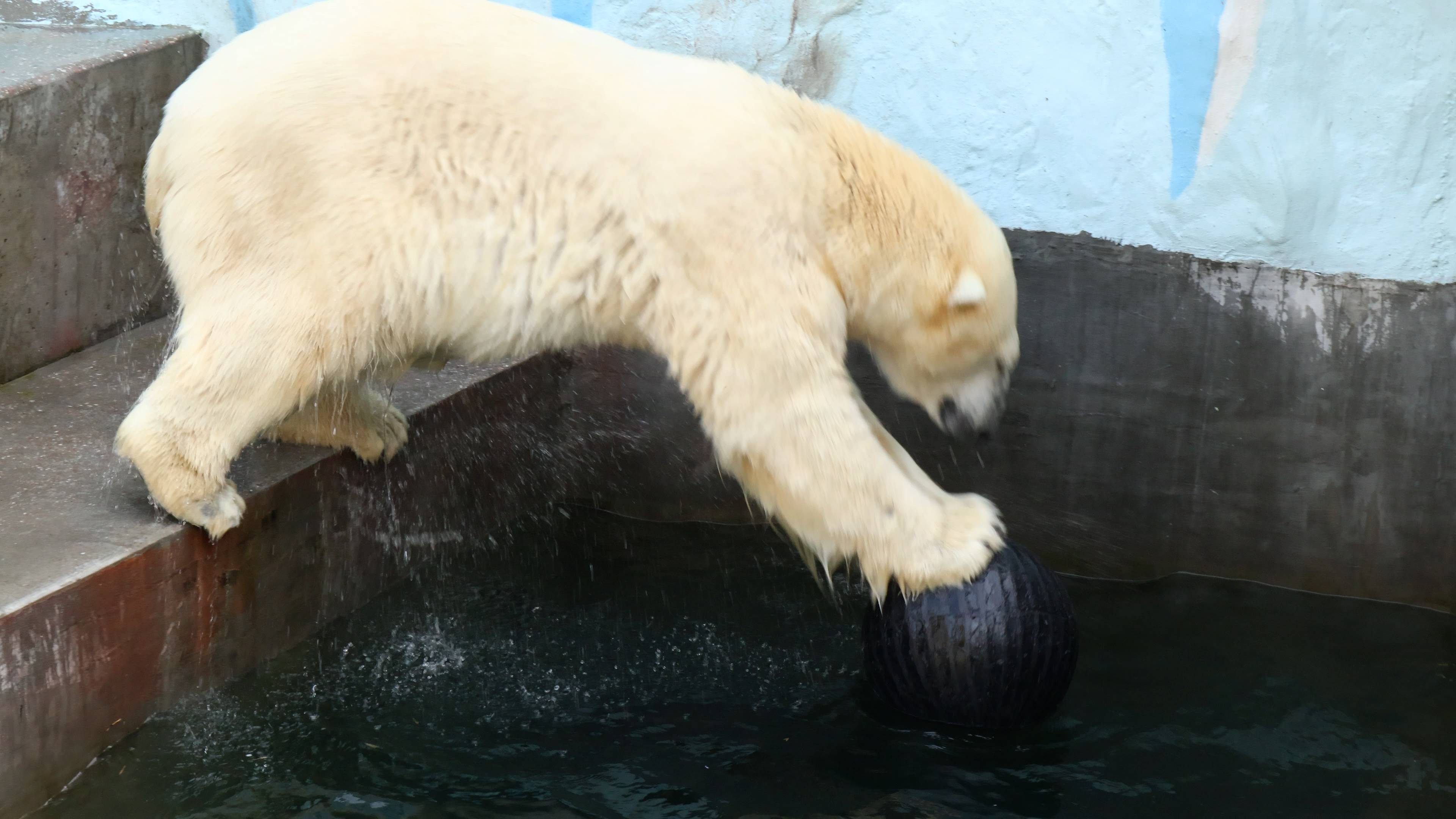 Белый медведь Кай. смотреть онлайн