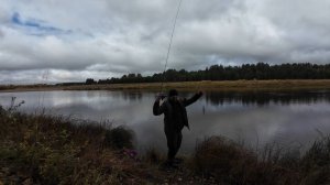 Пробую ловить окуня на отводной поводок/ Собрал последних грибов уходящего сезона