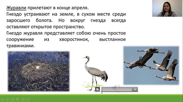 Птицы весной