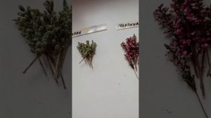 Черенкование вересков.