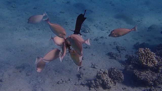 молодь рыбы-носорога питается