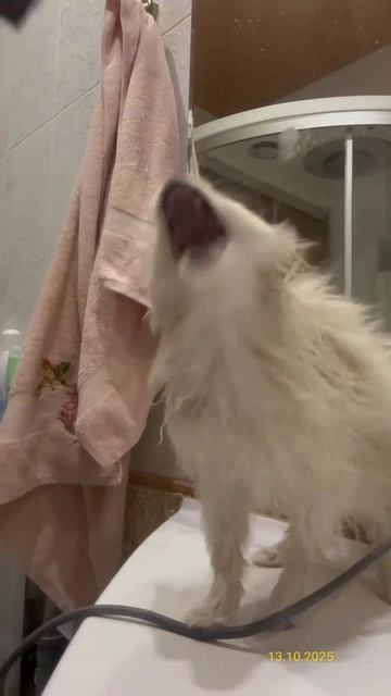 Уход за шпицем Луной после прогулки 13.10.2025