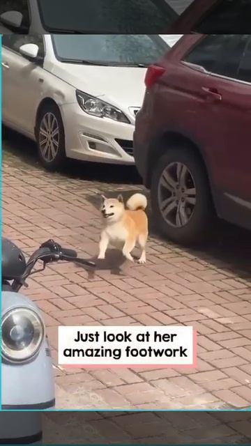 The Dog Is Very Happy With The Owner, Smiles And Dances #HappyDog #DogLovers #PetJoy #DogDancing