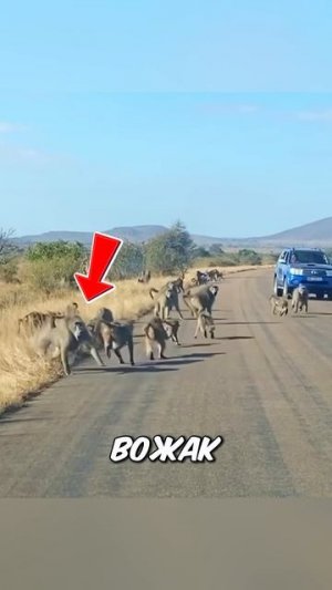 Леопард устроил засаду, но вожак бабуинов не паниковал!