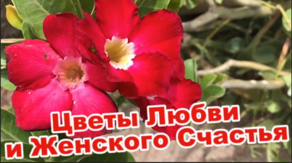 Женское Счастье! Цветы для привлечения любви и счастья! смотреть онлайн