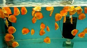 Сокращение объема разводни.