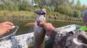 Рыбалка в Мещерской стороне! Рыбалка на Щуку! Джерки Воблер