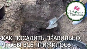 Осень в саду: как сажать правильно, чтобы всё прижилось