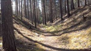 АРХИВ. Коп в лесу. Что здесь можно найти с металлоискателем?.