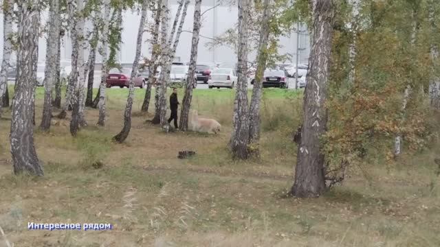 Челябинск в сентябре. Теплая погода. #осень смотреть онлайн