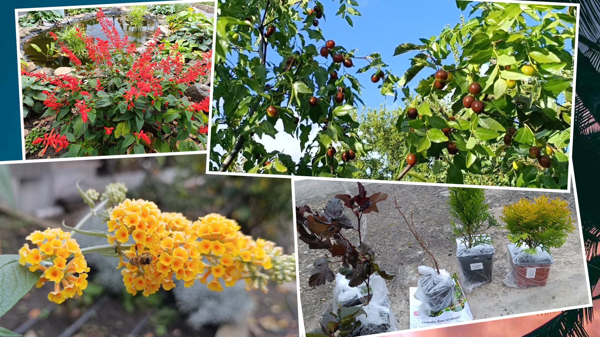 Всего по не многу...Покупки для сада и сладости. смотреть онлайн