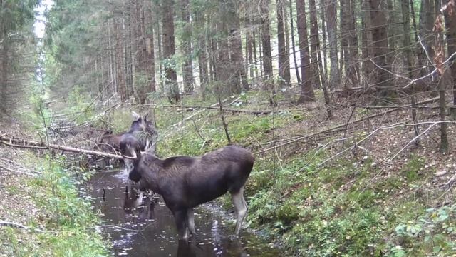 Лоси фото ловушка смотреть онлайн