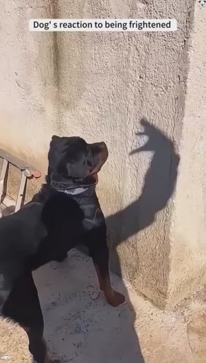 Испуг собак 😂🤣