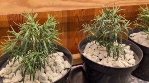 Сибирский огород. Выпуск 6. Переезд из теплицы в квартиру