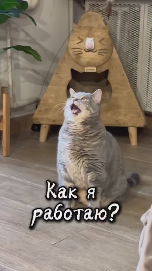 Как я работаю?🙀