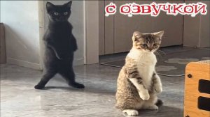 Приколы с котами! С ОЗВУЧКОЙ! Смешные видео