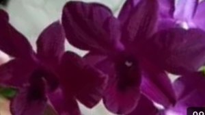 П- 20. Ч-4. Дендробиум Arkadia Melodi через 40 дней. Загнивание крайней молодой бульбы и её удаление