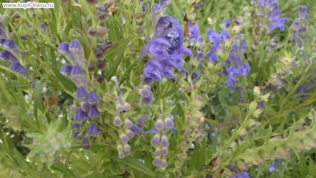 Шлемник байкальский лечебные свойства, противопоказания корня и травы лекарственного растения. смотреть онлайн