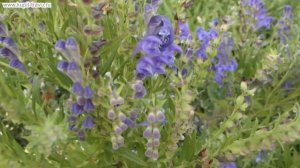 Шлемник байкальский лечебные свойства, противопоказания корня и травы лекарственного растения.