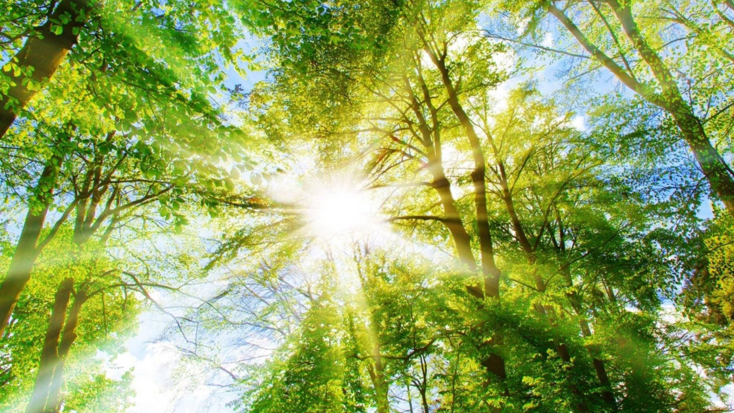 Музыка живая