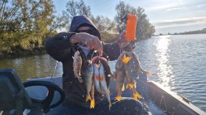 Чарыш - два ведра зачетных окуней