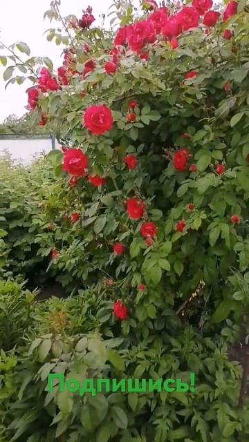 цветы#Flowers#respect #shorts смотреть онлайн