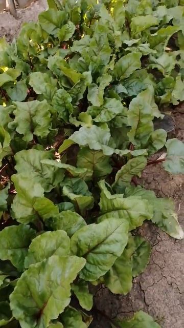 Свекла#shorts смотреть онлайн