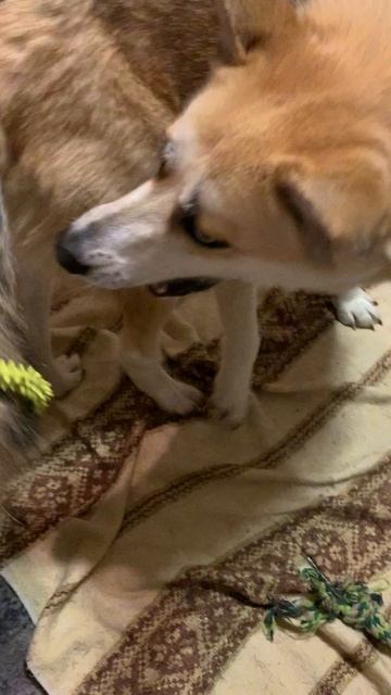 Неуловимый хвостик #хаски #щенок #собака #домашниеживотные #БрюликиЛиска #dog смотреть онлайн