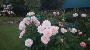 Цветут розы в саду, 16 июля 2025  часть 1