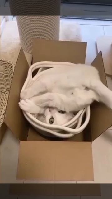 Когда сам себя бесишь 😅Зверюшки 🐾