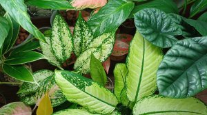 Комнатные растения🌹🌿🌹🌿🌹Продолжение обзора👋😉