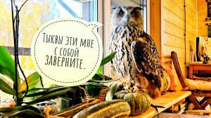 Сова Ёль утомилась сидеть в доме, требует волю! Бывают ли ручные совы?