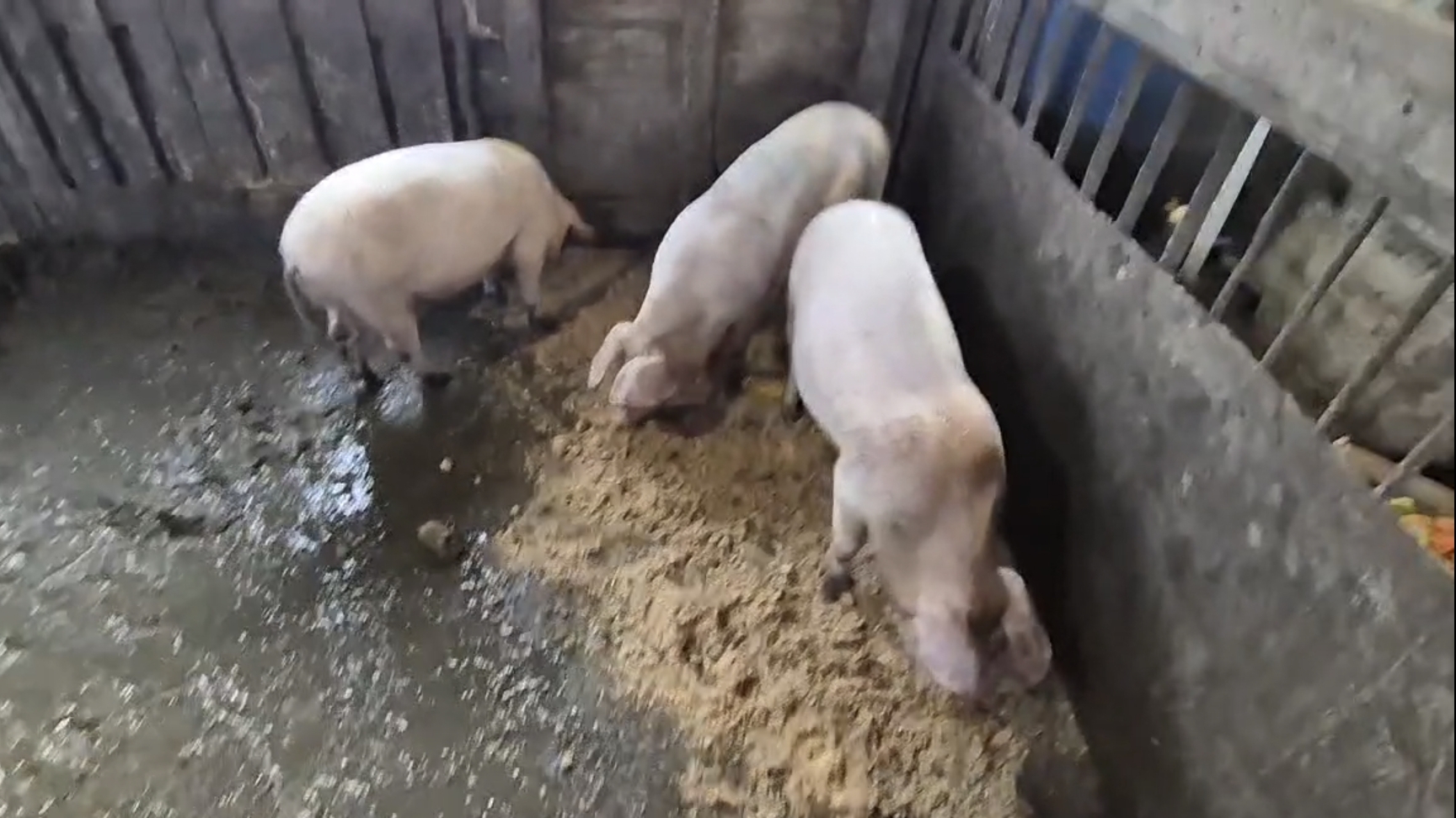 Чем кормлю свиней,в деревне не чего не выбросить,Пироги с Ливером смотреть онлайн