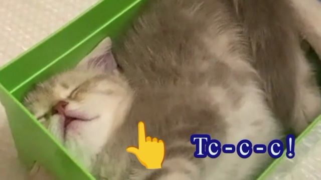 Манюня спит. Тс-с-с! смотреть онлайн