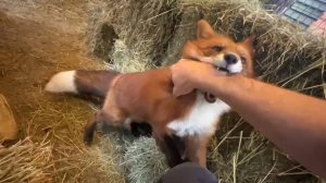 Лиса-Алиса. Рыжие похитители курицы