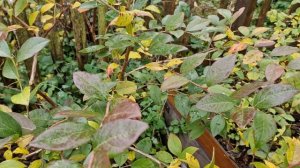 Путешествие по скучному голубичному саду.