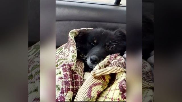 137 слепая,маленькая,старенькая. Приют Бим.Ирина Усова и её 137 собак,в основном старые, слепые, ин