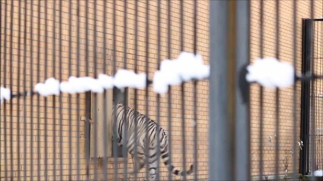 Бенгальскому тигру Кови нравится снег 08.10.2025 смотреть онлайн