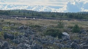 Студёное Белое море 2025г